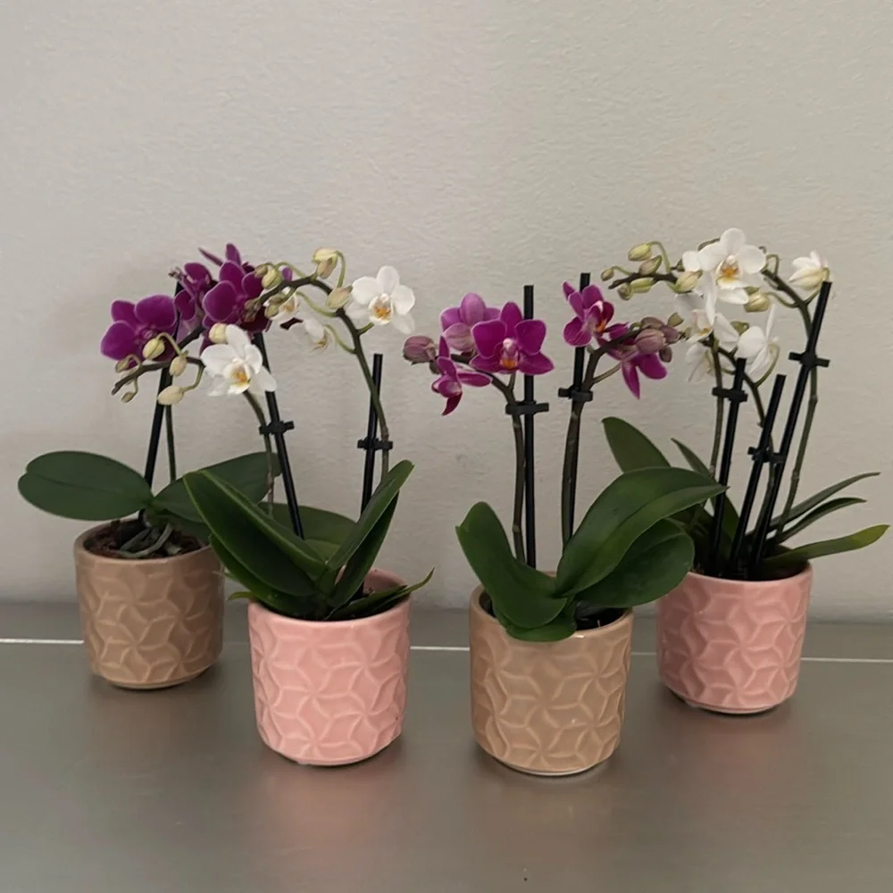 4 Mini Orchid Pots